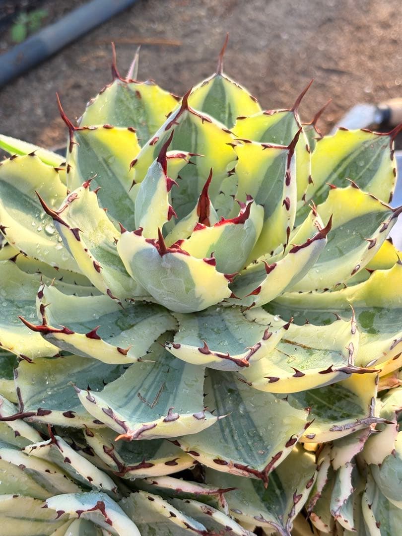 アガベ　スーパークラウン　5子株付き