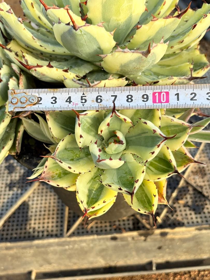 アガベ　スーパークラウン　5子株付き