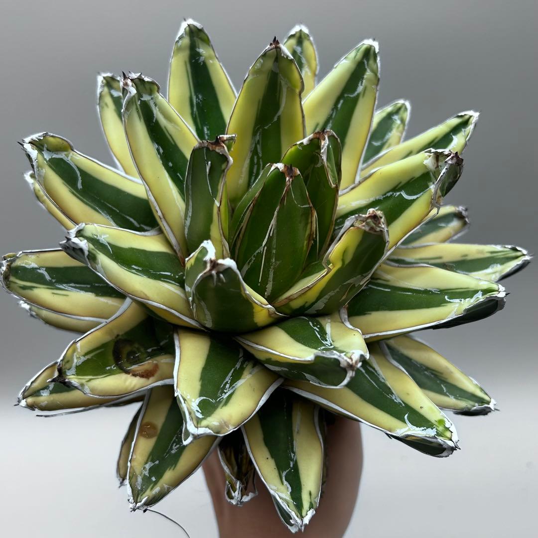 な*ん様 【龍門】アガベ　特選　多肉植物　輝山　笹の雪　鮮明な黄色斑　親株出品