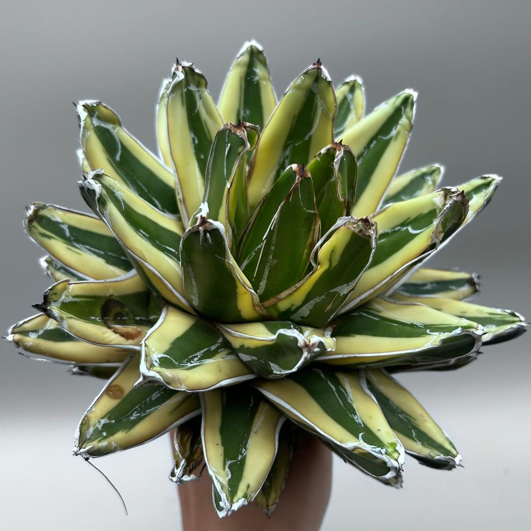 な*ん様 【龍門】アガベ　特選　多肉植物　輝山　笹の雪　鮮明な黄色斑　親株出品