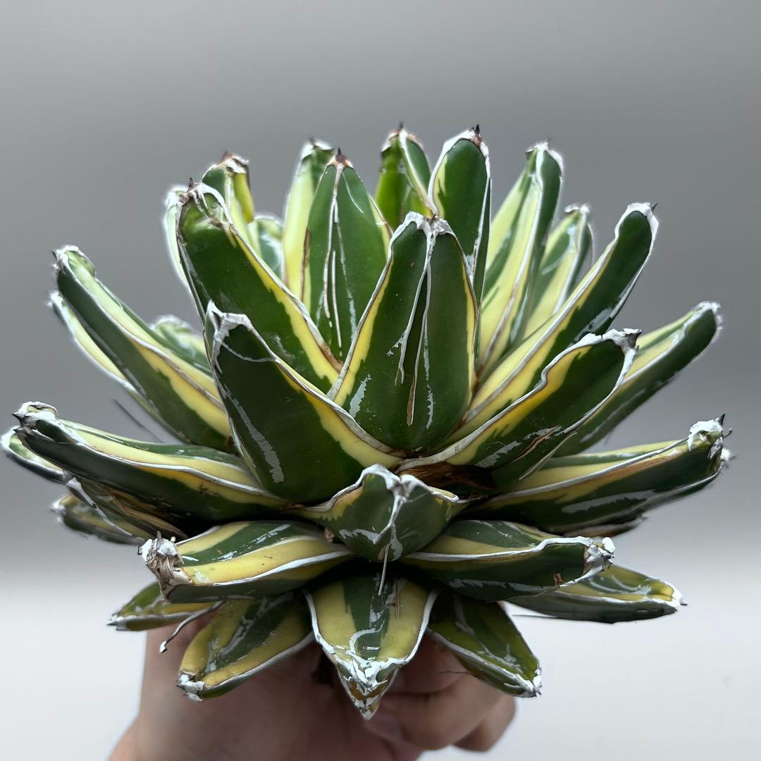 な*ん様 【龍門】アガベ　特選　多肉植物　輝山　笹の雪　鮮明な黄色斑　親株出品