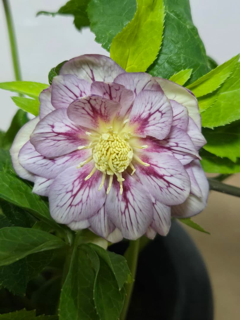 ☆クリスマスローズ☆ダブル　ゴールド☆6号鉢☆