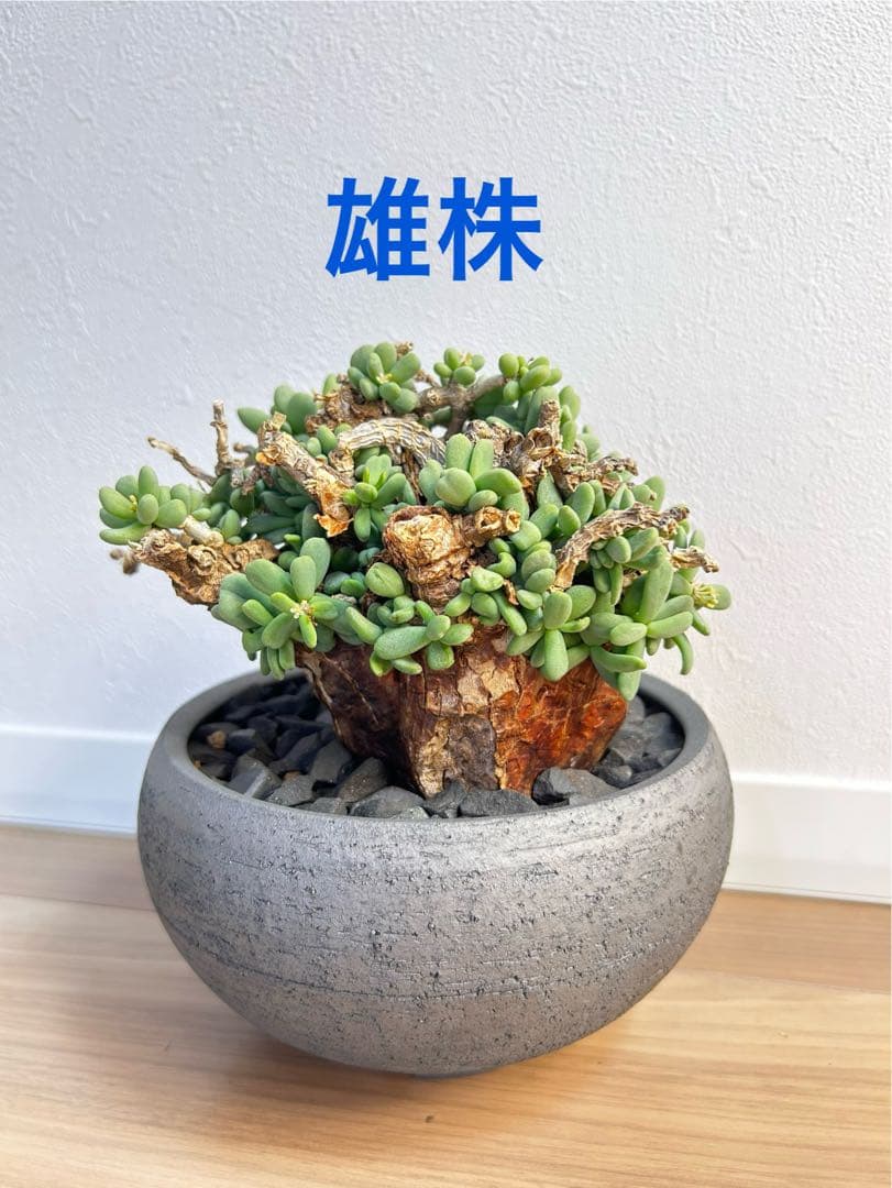 【大株】ケラリア ピグマエア　雄株