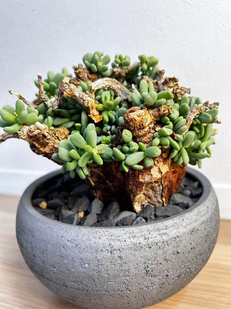 【大株】ケラリア ピグマエア　雄株