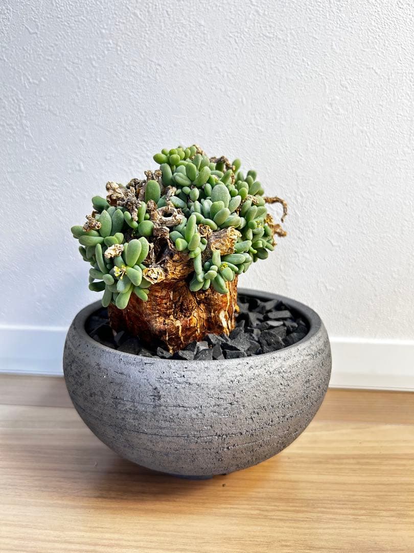 【大株】ケラリア ピグマエア　雄株