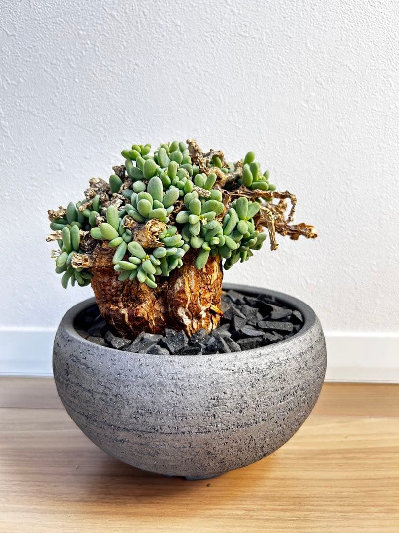 【大株】ケラリア ピグマエア　雄株