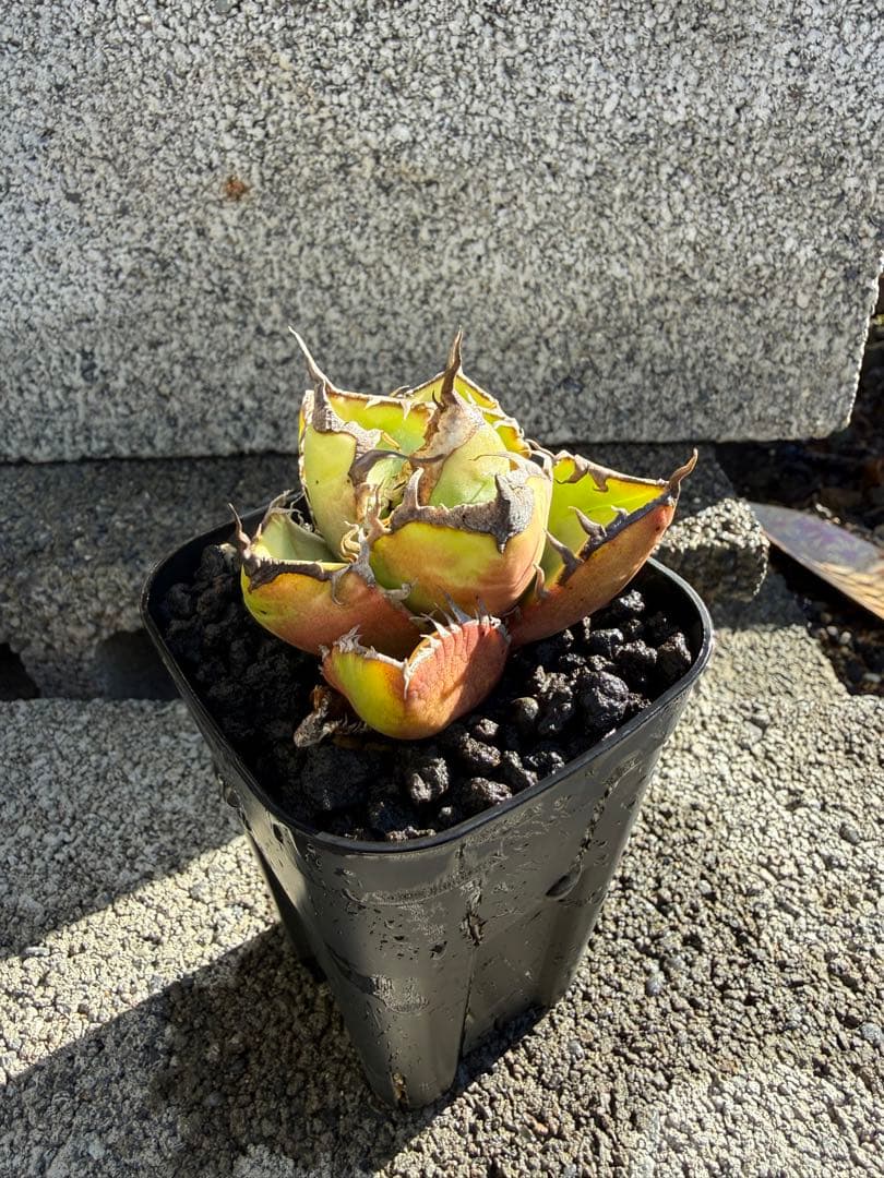 アガベ　実生株　チタノタ　オテロイ