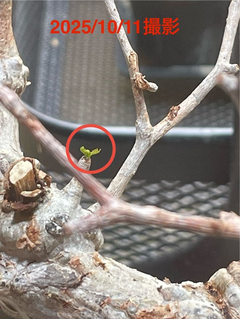 【特価】ラスト芽吹き株②オペルクリカリア パキプス ベアルート