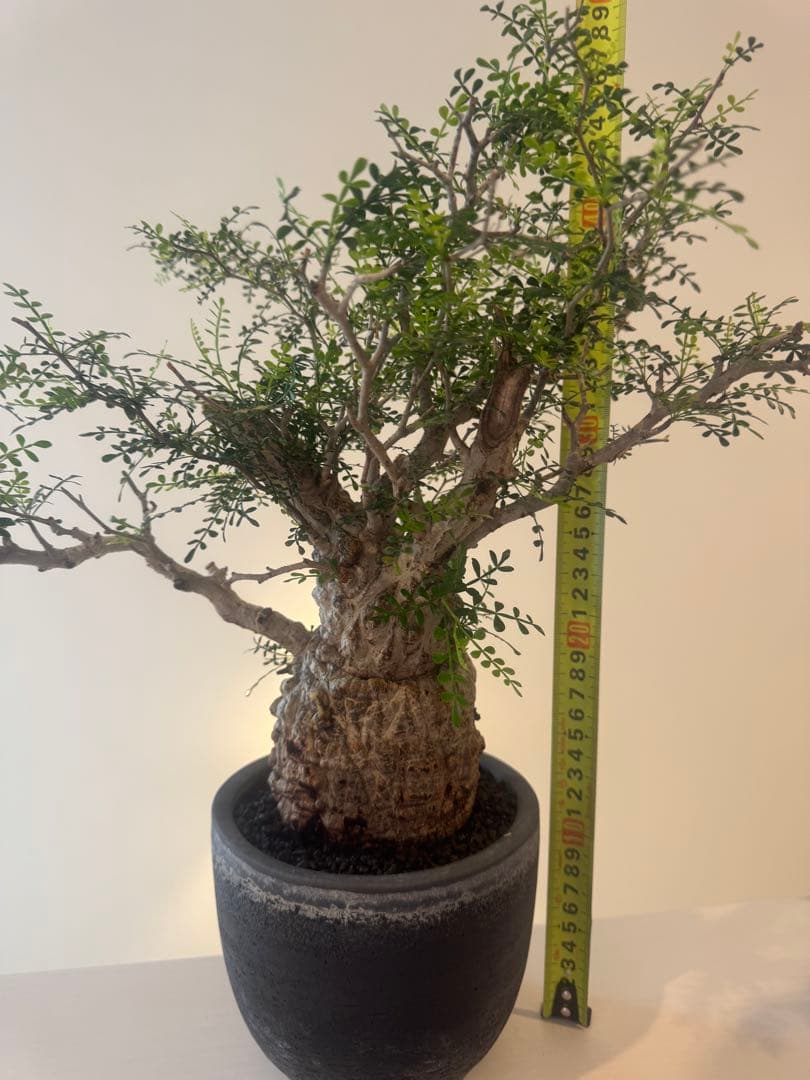 インボイス発行可 オペルクリカリア パキプス 幹幅10㎝ 発根済み 三州みやび