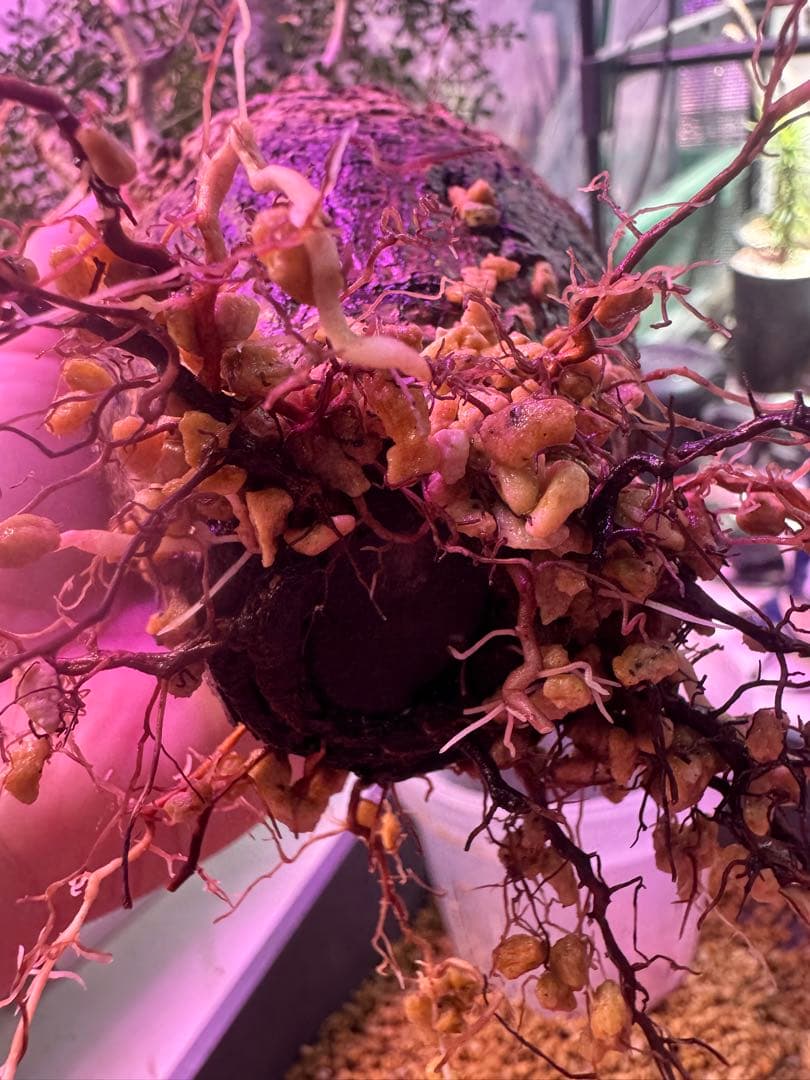 インボイス発行可 オペルクリカリア パキプス 幹幅10㎝ 発根済み 三州みやび