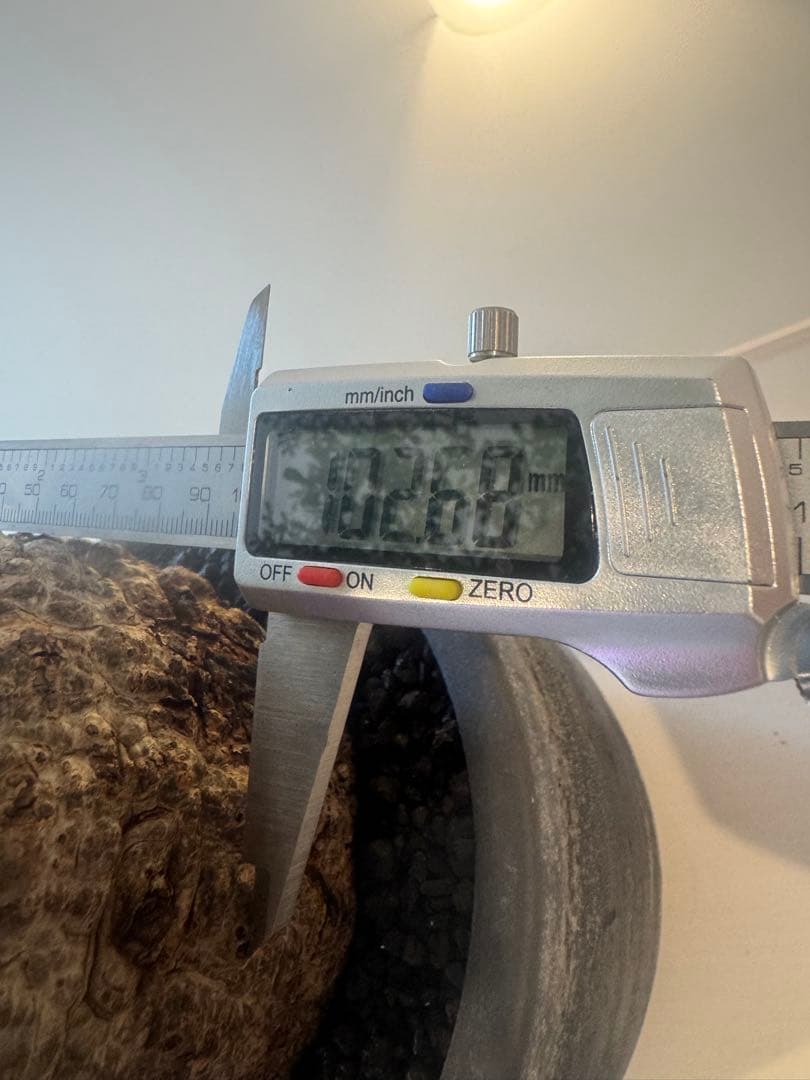 インボイス発行可 オペルクリカリア パキプス 幹幅10㎝ 発根済み 三州みやび