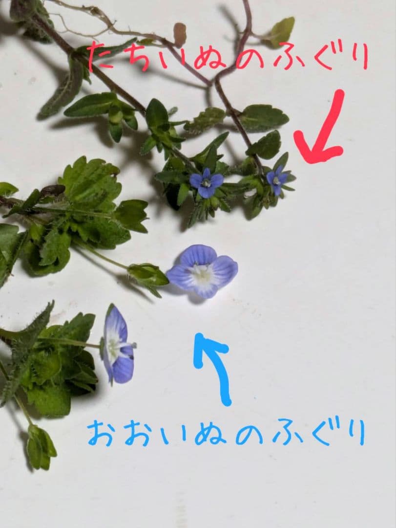 タチイヌノフグリ♡苗