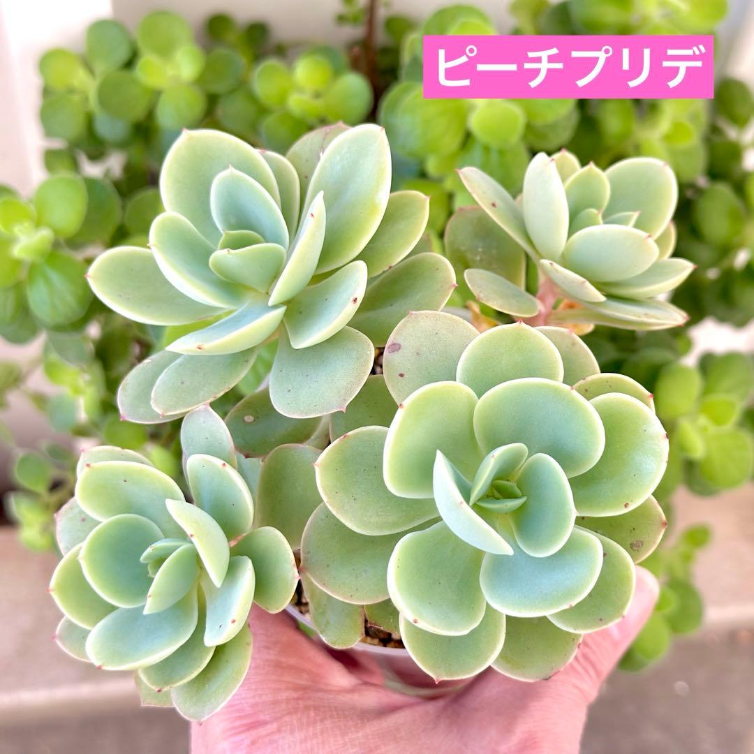 【サービス品@800〜】ピーチプリデ(4頭)