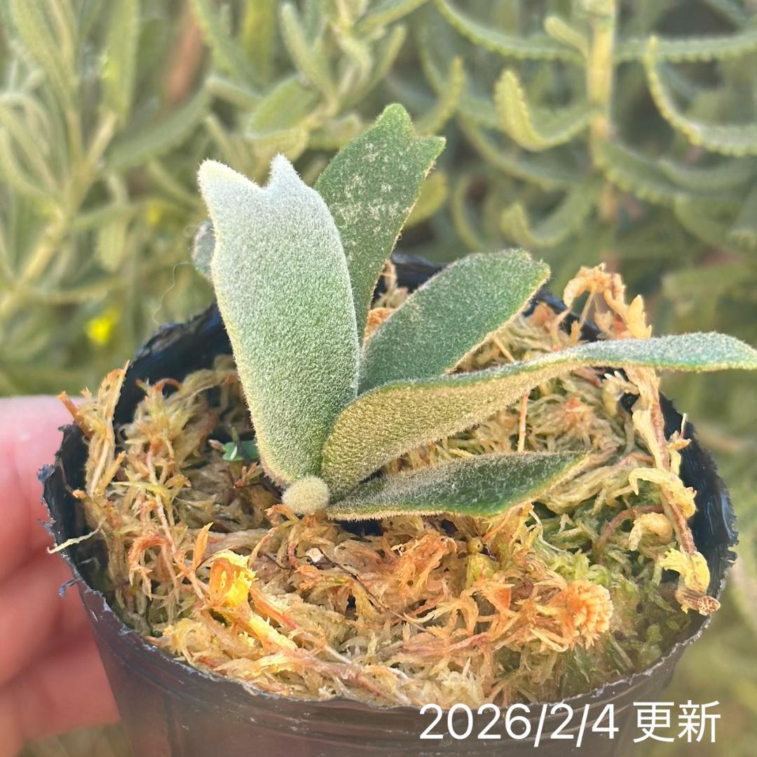 P.willinckii ’Asurada’ Sporeling 204