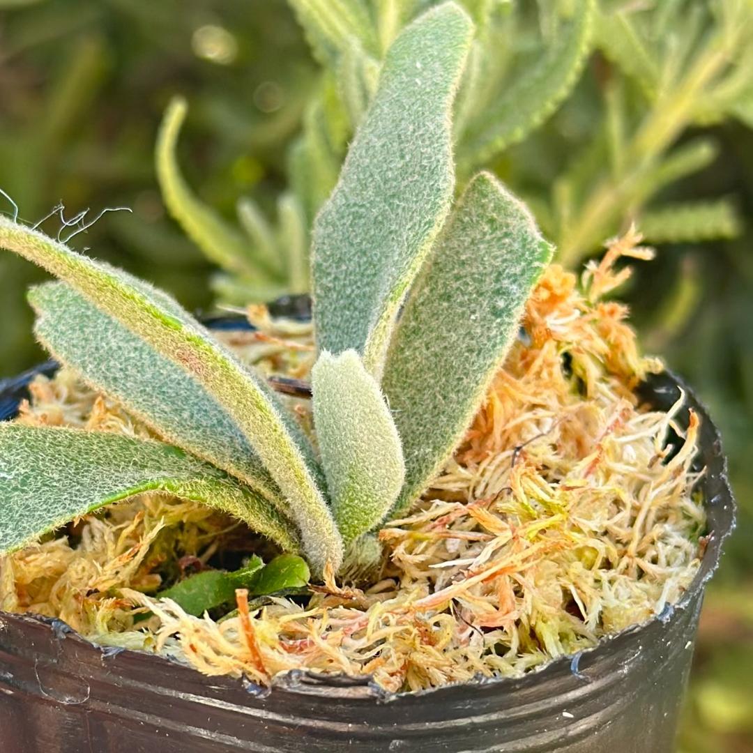 P.willinckii ’Asurada’ Sporeling 204