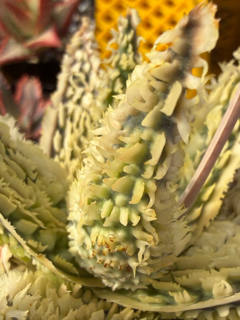 アロエ　ハイブリッド　Aloe hybrid 第四種　Jan-2