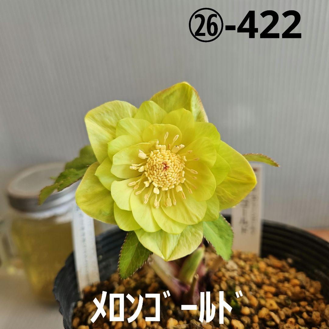 おぎっちょ様ご購入苗㉖-422クリスマスローズ