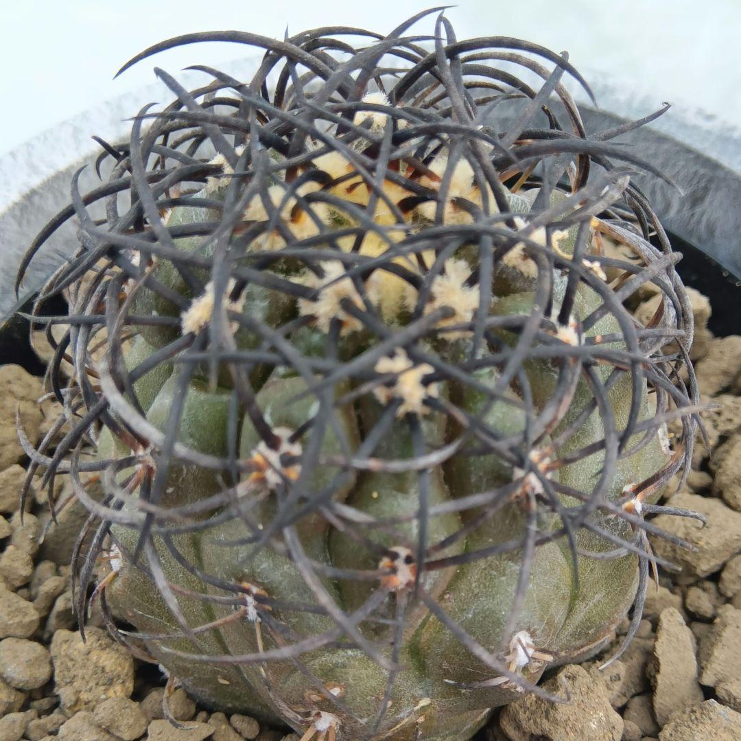 【自根】グリセオビオラセア①栗星玉 国内繁殖強刺苗 コピアポア（黒王丸孤竜丸）