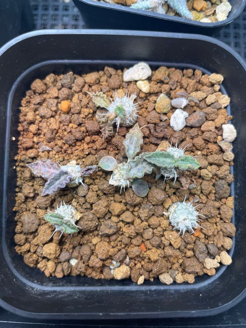 ユーフォルビア　トゥレアレンシス実生　7本