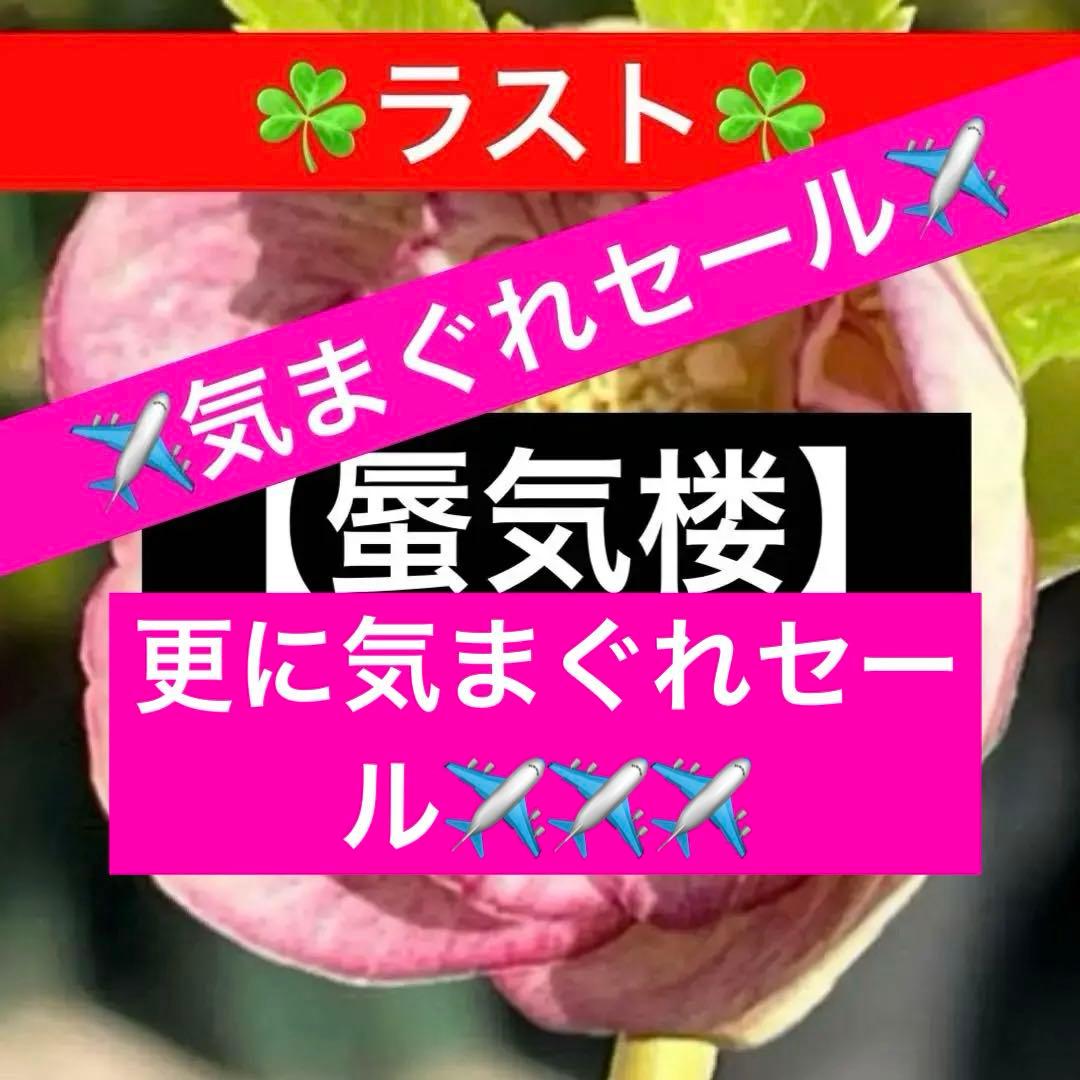 mintポット発送✈️気まぐれセール✈️ ☘️ラスト☘️￼3164 極上【蜃気楼】