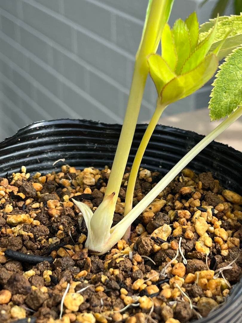 mintポット発送✈️気まぐれセール✈️ ☘️ラスト☘️￼3164 極上【蜃気楼】