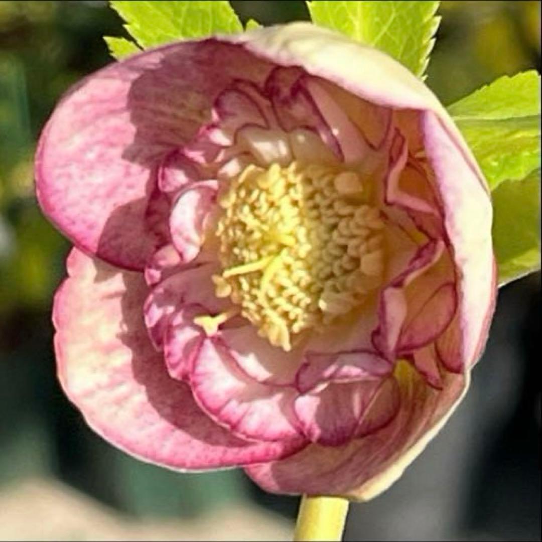 mintポット発送✈️気まぐれセール✈️ ☘️ラスト☘️￼3164 極上【蜃気楼】