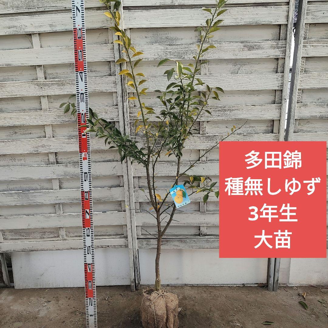 多田錦 種無しゆず 3年生 大苗
