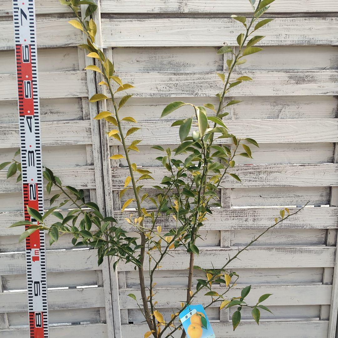 多田錦 種無しゆず 3年生 大苗