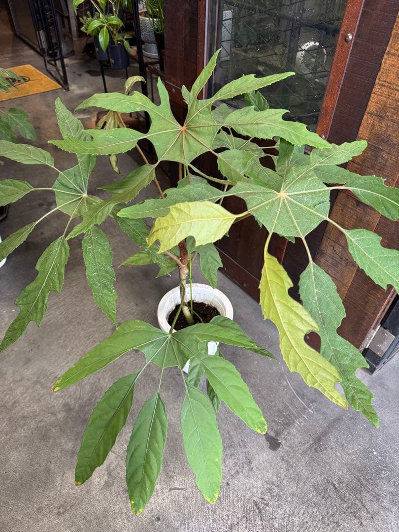 待望の入荷！希少★4 トラベシア　トレベシア パルマータ　7号　観葉植物　733