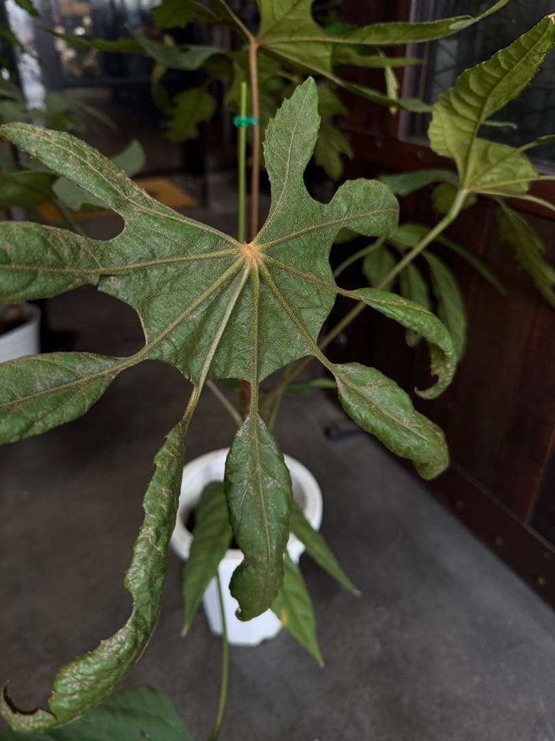 待望の入荷！希少★4 トラベシア　トレベシア パルマータ　7号　観葉植物　733