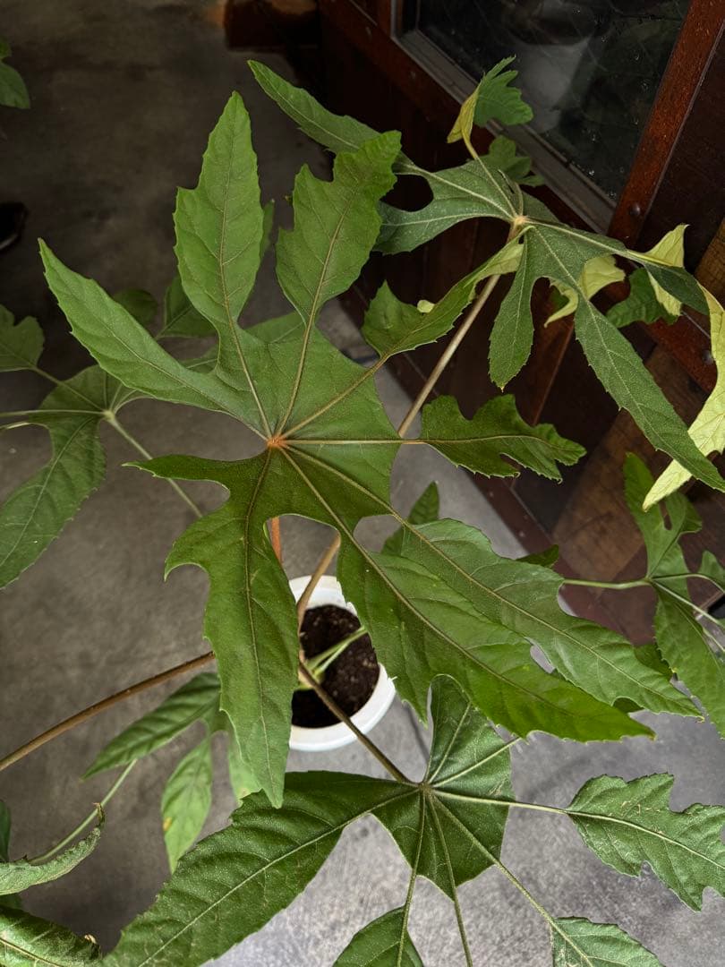 待望の入荷！希少★4 トラベシア　トレベシア パルマータ　7号　観葉植物　733