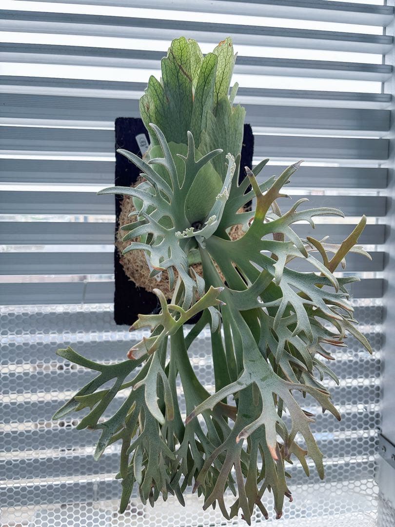 willinckii OMG spore ドワーフ　dwarf ビカクシダ