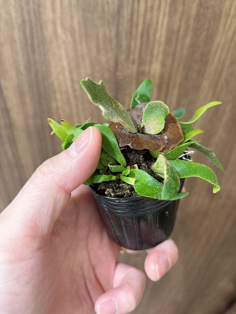 willinckii OMG spore ドワーフ　dwarf ビカクシダ