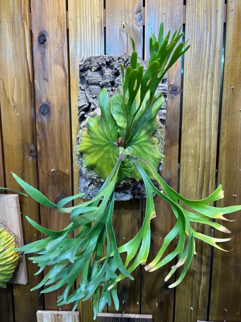 [現品•美株] 細葉Mt.Kitshakoodキッチャクード 国内管理　リドレイ