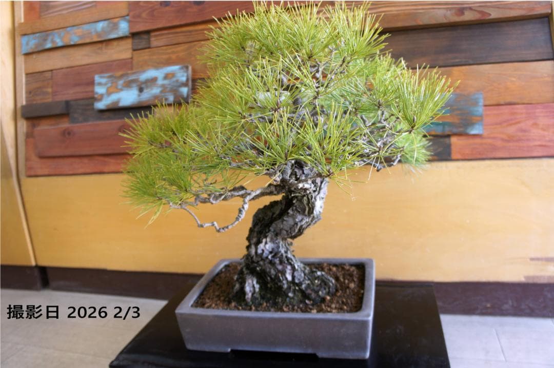 盆栽 『黒松』 インテリア 観葉植物 正月 ガーデニング 送料無料 b198