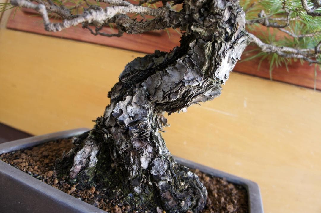 盆栽 『黒松』 インテリア 観葉植物 正月 ガーデニング 送料無料 b198