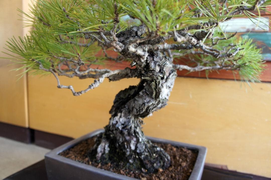 盆栽 『黒松』 インテリア 観葉植物 正月 ガーデニング 送料無料 b198