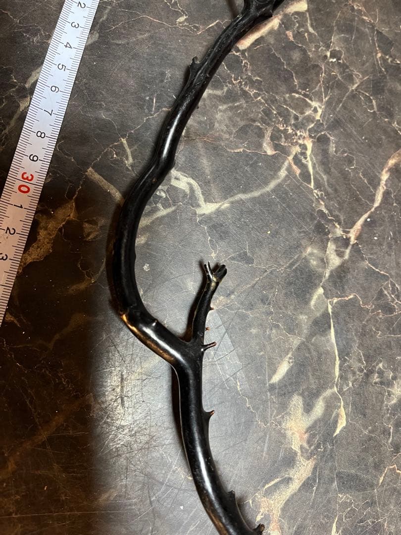 海松、深海松、白珊瑚、38センチ