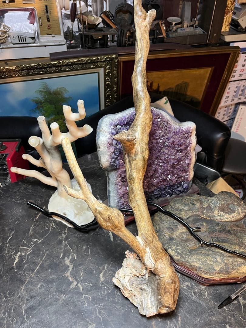 海松、深海松、白珊瑚、38センチ