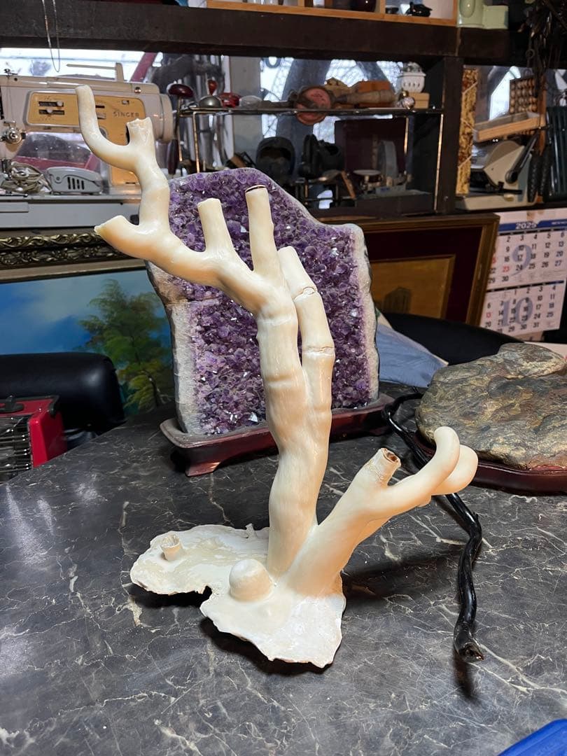 海松、深海松、白珊瑚、38センチ