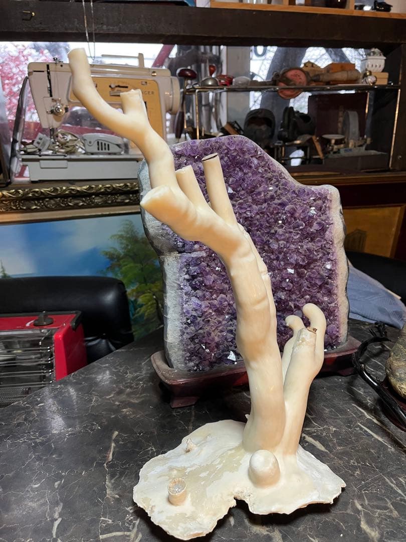 海松、深海松、白珊瑚、38センチ