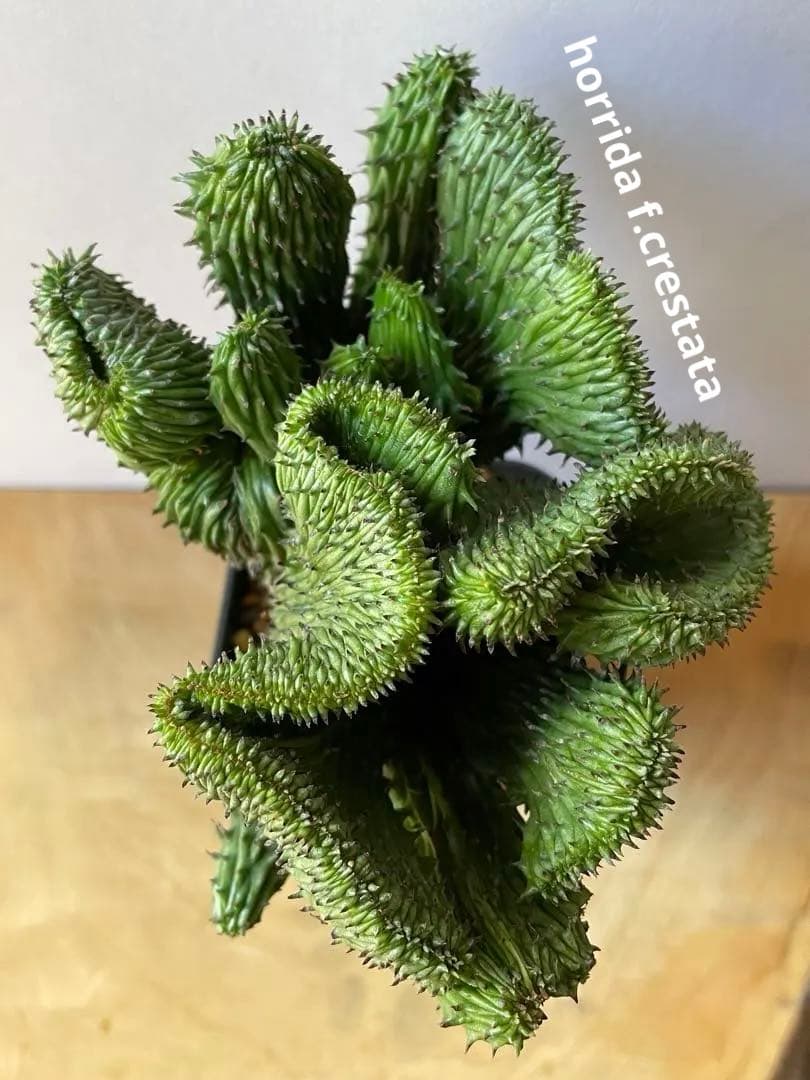 ☆良質☆ユーフォルビア　horrida f. crestata