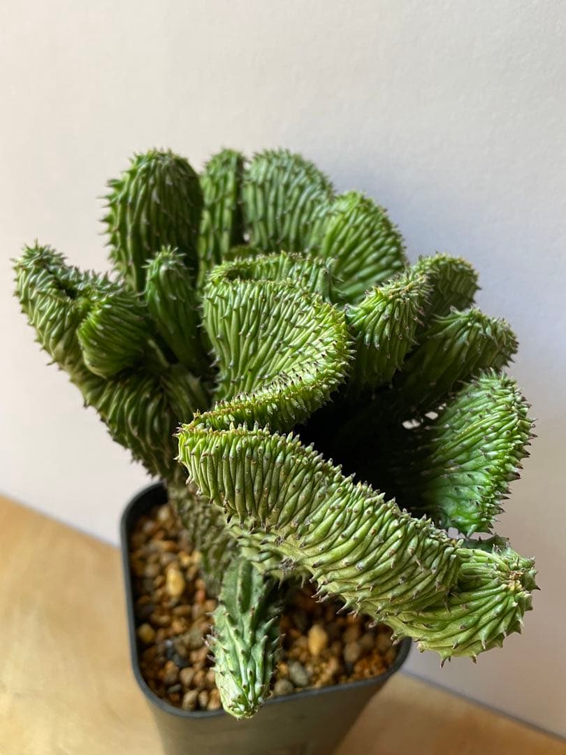 ☆良質☆ユーフォルビア　horrida f. crestata