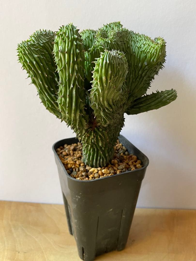 ☆良質☆ユーフォルビア　horrida f. crestata