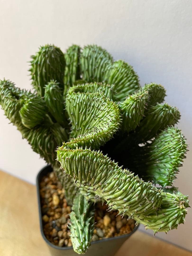 ☆良質☆ユーフォルビア　horrida f. crestata