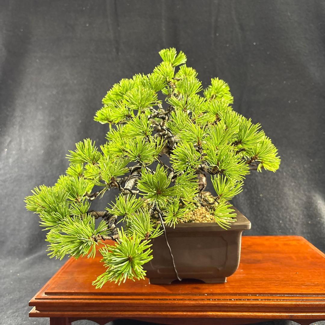 貴風盆栽、赤石五葉松、懸崖作り、幹元太 目立った汚れ傷無し　medabon