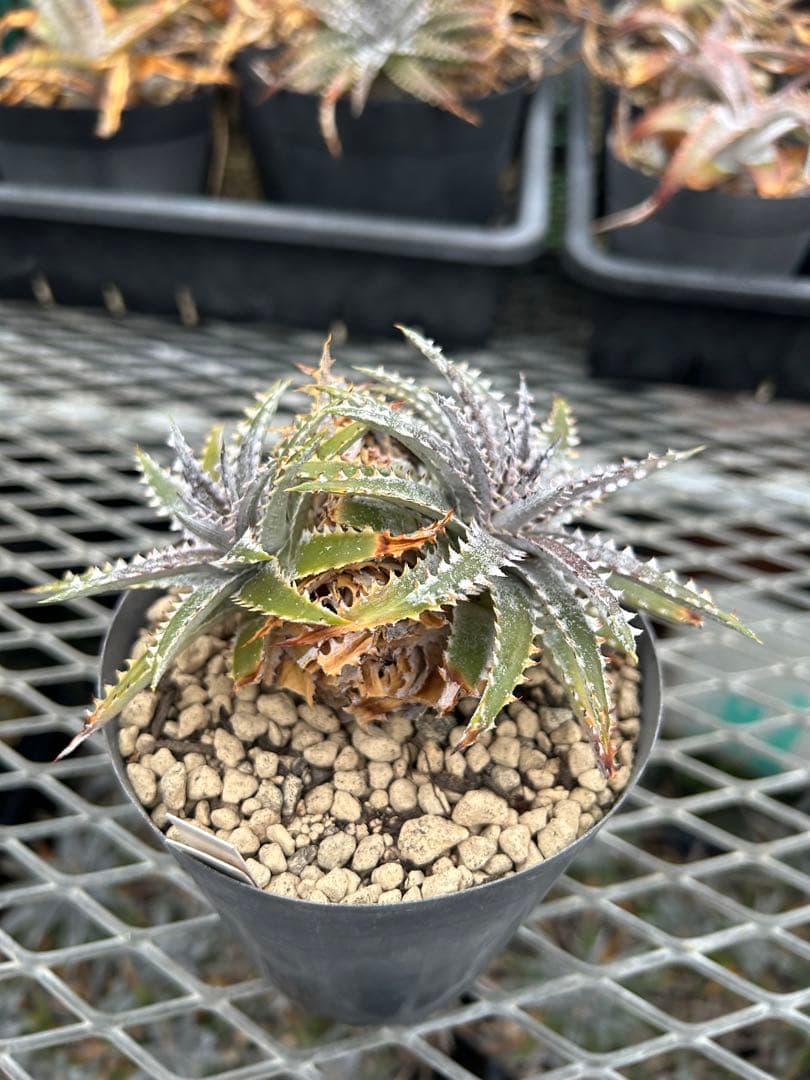 DBディッキア Dyckia Bill Baker hybrid #226 ⑵