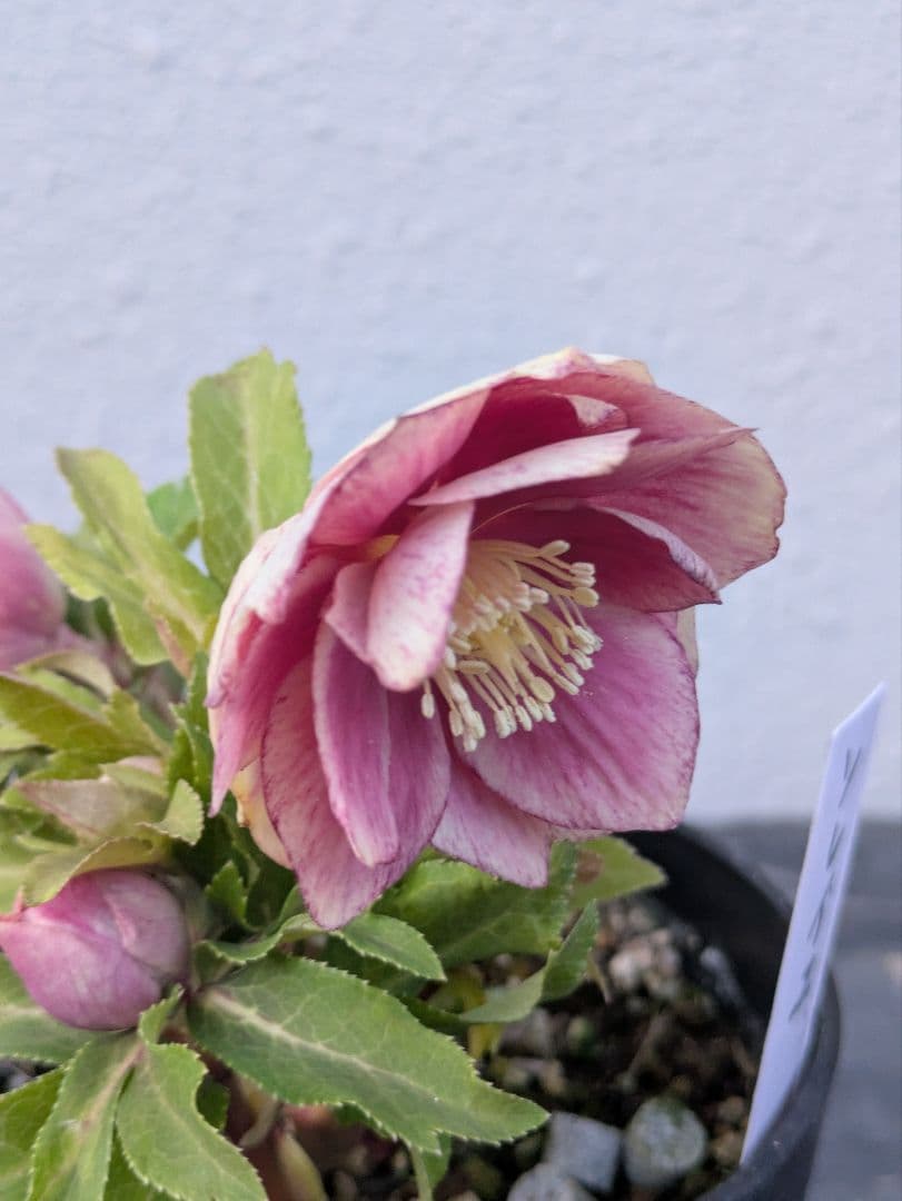 広瀬園芸 クリスマスローズ　ソレイユ DD（ダブル）タグ付き 開花株