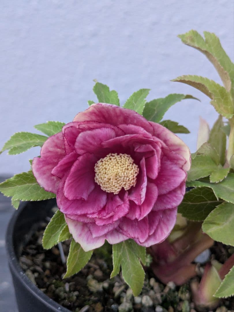 広瀬園芸 クリスマスローズ　ソレイユ DD（ダブル）タグ付き 開花株