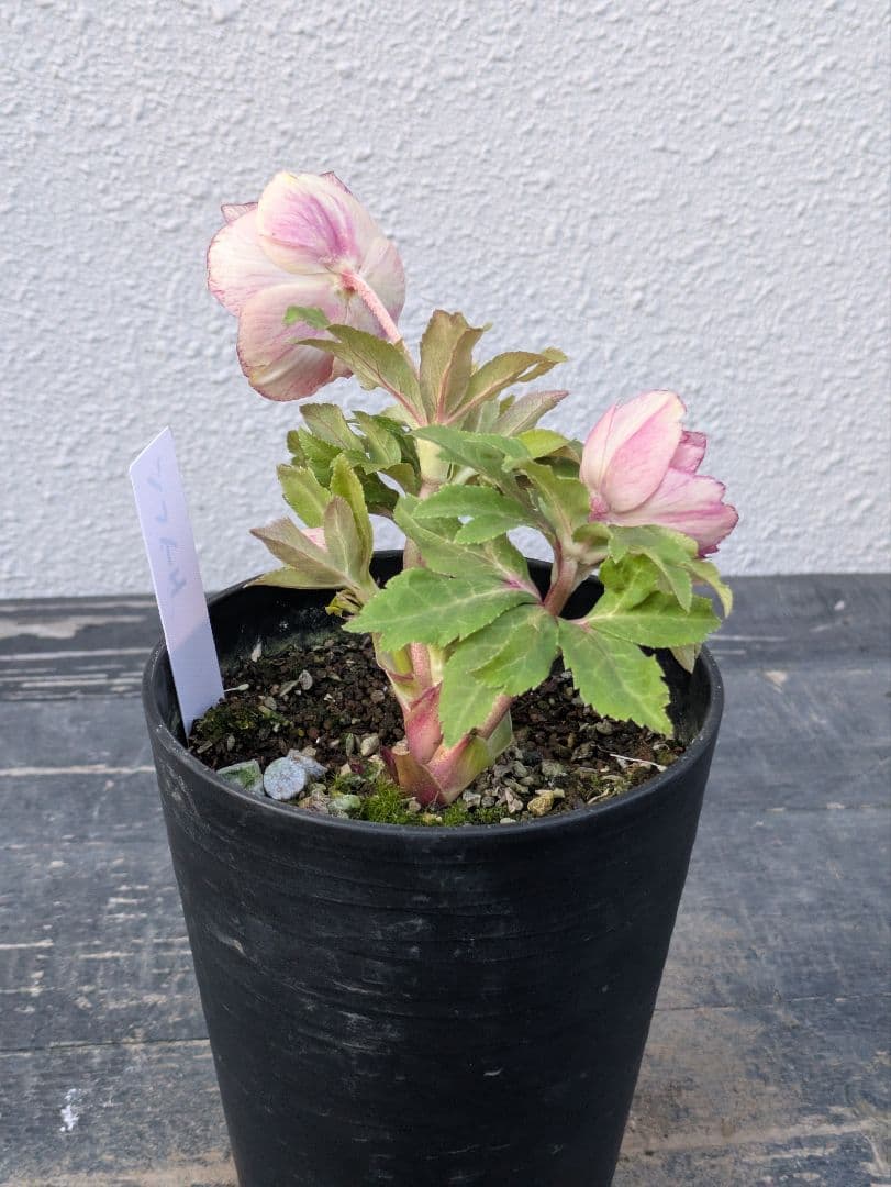 広瀬園芸 クリスマスローズ　ソレイユ DD（ダブル）タグ付き 開花株